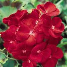 Geranium Deep Scarlet Perennial Flower 10 PCS Seeds Geranium Deep Scarlet Perennial Flower 10 PCS Seeds