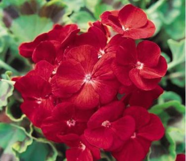 Geranium Deep Scarlet Perennial Flower 10 PCS Seeds