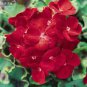 Geranium Deep Scarlet Perennial Flower 10 PCS Seeds