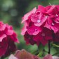 Geranium Deep Scarlet Perennial Flower 10 PCS Seeds