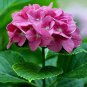 Geranium Deep Scarlet Perennial Flower 10 PCS Seeds