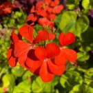Geranium Fire Red Apple Blossom Bonsai Flowers 20 PCS Seeds Geranium Fire Red Apple Blossom Bonsai Flowers 20 PCS Seeds