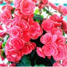 Geranium Fire red-to-white-to-light green Big Blooms Bonsai Flowers 10 PCS Seeds Geranium Fire red-to-white-to-light green Big Blooms Bonsai Flowers 10 PCS Seeds