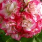 Geranium Fire red-to-white-to-light green Big Blooms Bonsai Flowers 10 PCS Seeds