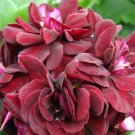 Geranium Flower Seeds Black Double Flowers with Dark Red Edge 100 PCS Seeds Geranium Flower Seeds Black Double Flowers with Dark Red Edge 100 PCS Seeds
