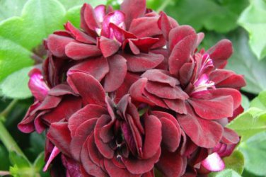 Geranium Flower Seeds Black Double Flowers with Dark Red Edge 100 PCS Seeds