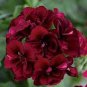 Geranium Flower Seeds Black Double Flowers with Dark Red Edge 100 PCS Seeds
