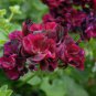Geranium Flower Seeds Black Double Flowers with Dark Red Edge 100 PCS Seeds