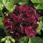 Geranium Flower Seeds Black Double Flowers with Dark Red Edge 100 PCS Seeds