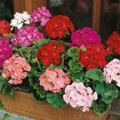 Geranium Flower Seeds Mixed Bi-Colors 8 Types 200 PCS Seeds