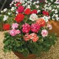 Geranium Flower Seeds Mixed Bi-Colors 8 Types 200 PCS Seeds