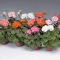 Geranium Flower Seeds Mixed Bi-Colors 8 Types 200 PCS Seeds