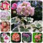 Geranium Flower Seeds Mixed Bi-Colors 8 Types 200 PCS Seeds
