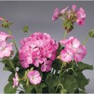 Geranium Fully Light Pink Corrugated Big Blooms Bonsai Flowers 10 PCS Seeds Geranium Fully Light Pink Corrugated Big Blooms Bonsai Flowers 10 PCS Seeds