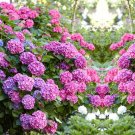 Geranium Fully Light Purple Chinese Rose-typed Compact Bonsai Flowers 10 PCS Seeds Geranium Fully Light Purple Chinese Rose-typed Compact Bonsai Flowers 10 PCS Seeds