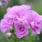 Geranium Fully Light Purple Chinese Rose-typed Compact Bonsai Flowers 10 PCS Seeds