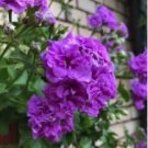 Geranium Fully Purple Double Petals Ball Typed Flowers 10 PCS Seeds Geranium Fully Purple Double Petals Ball Typed Flowers 10 PCS Seeds
