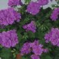 Geranium Fully Purple Double Petals Ball Typed Flowers 10 PCS Seeds