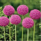 Geranium Giant Allium Giganteum 100 PCS Seeds Geranium Giant Allium Giganteum 100 PCS Seeds