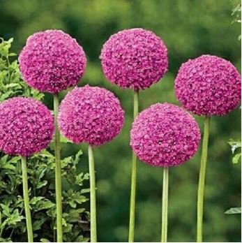 Geranium Giant Allium Giganteum 100 PCS Seeds