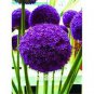 Geranium Giant Allium Giganteum 100 PCS Seeds