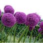 Geranium Giant Allium Giganteum 100 PCS Seeds