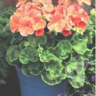 Geranium Golden Dense Ball-shaped Big Blooms Bonsai Flowers 10 PCS Seeds Geranium Golden Dense Ball-shaped Big Blooms Bonsai Flowers 10 PCS Seeds