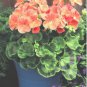Geranium Golden Dense Ball-shaped Big Blooms Bonsai Flowers 10 PCS Seeds
