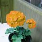 Geranium Golden Dense Ball-shaped Big Blooms Bonsai Flowers 10 PCS Seeds