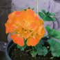 Geranium Golden Dense Ball-shaped Big Blooms Bonsai Flowers 10 PCS Seeds