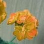 Geranium Golden Dense Ball-shaped Big Blooms Bonsai Flowers 10 PCS Seeds