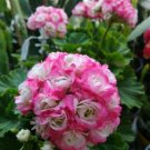 Geranium Hydrangea-shaped peach pink and white colors Bonsai Flowers 10 PCS Seeds Geranium Hydrangea-shaped peach pink and white colors Bonsai Flowers 10 PCS Seeds