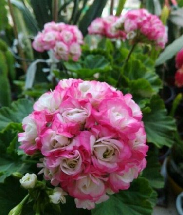 Geranium Hydrangea-shaped peach pink and white colors Bonsai Flowers 10 PCS Seeds