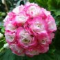 Geranium Hydrangea-shaped peach pink and white colors Bonsai Flowers 10 PCS Seeds