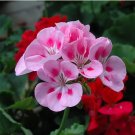 Geranium Japanese Sakura White & Light Pink Big Blooms Flower 10 PCS Seeds Geranium Japanese Sakura White & Light Pink Big Blooms Flower 10 PCS Seeds