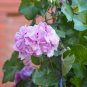 Geranium Japanese Sakura White & Light Pink Big Blooms Flower 10 PCS Seeds