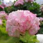 Geranium Japanese Sakura White & Light Pink Big Blooms Flower 10 PCS Seeds