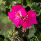 Geranium Large Heads of Bright Pink Flowers with Light Eyes Flower 10 PCS Seeds