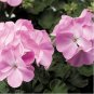 Geranium Light Lavender-pink Flowers 10 PCS Seeds