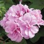 Geranium Light Lavender-pink Flowers 10 PCS Seeds