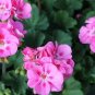 Geranium Light Lavender-pink Flowers 10 PCS Seeds