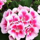 Geranium Light Pinkish White Double Petals with Purple Spots Close to Centre Flowers 10 PCS Seeds Geranium Light Pinkish White Double Petals with Purple Spots Close to Centre Flowers 10 PCS Seeds