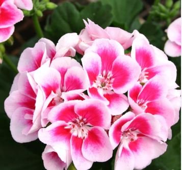 Geranium Light Pinkish White Double Petals with Purple Spots Close to Centre Flowers 10 PCS Seeds