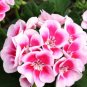 Geranium Light Pinkish White Double Petals with Purple Spots Close to Centre Flowers 10 PCS Seeds
