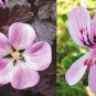 Geranium Light Pinkish White Double Petals with Purple Spots Close to Centre Flowers 10 PCS Seeds
