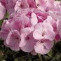 Geranium Light Pinkish White Double Petals with Purple Spots Close to Centre Flowers 10 PCS Seeds