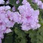 Geranium Light Pinkish White Double Petals with Purple Spots Close to Centre Flowers 10 PCS Seeds