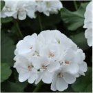 Geranium Light Purple White Light Green Big Blooms Perennial Flowers 10 PCS Seeds Geranium Light Purple White Light Green Big Blooms Perennial Flowers 10 PCS Seeds