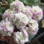 Geranium Light Purple White Light Green Big Blooms Perennial Flowers 10 PCS Seeds