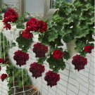Geranium Macrorrhizum Dark Red Flower 10 PCS Seeds Geranium Macrorrhizum Dark Red Flower 10 PCS Seeds